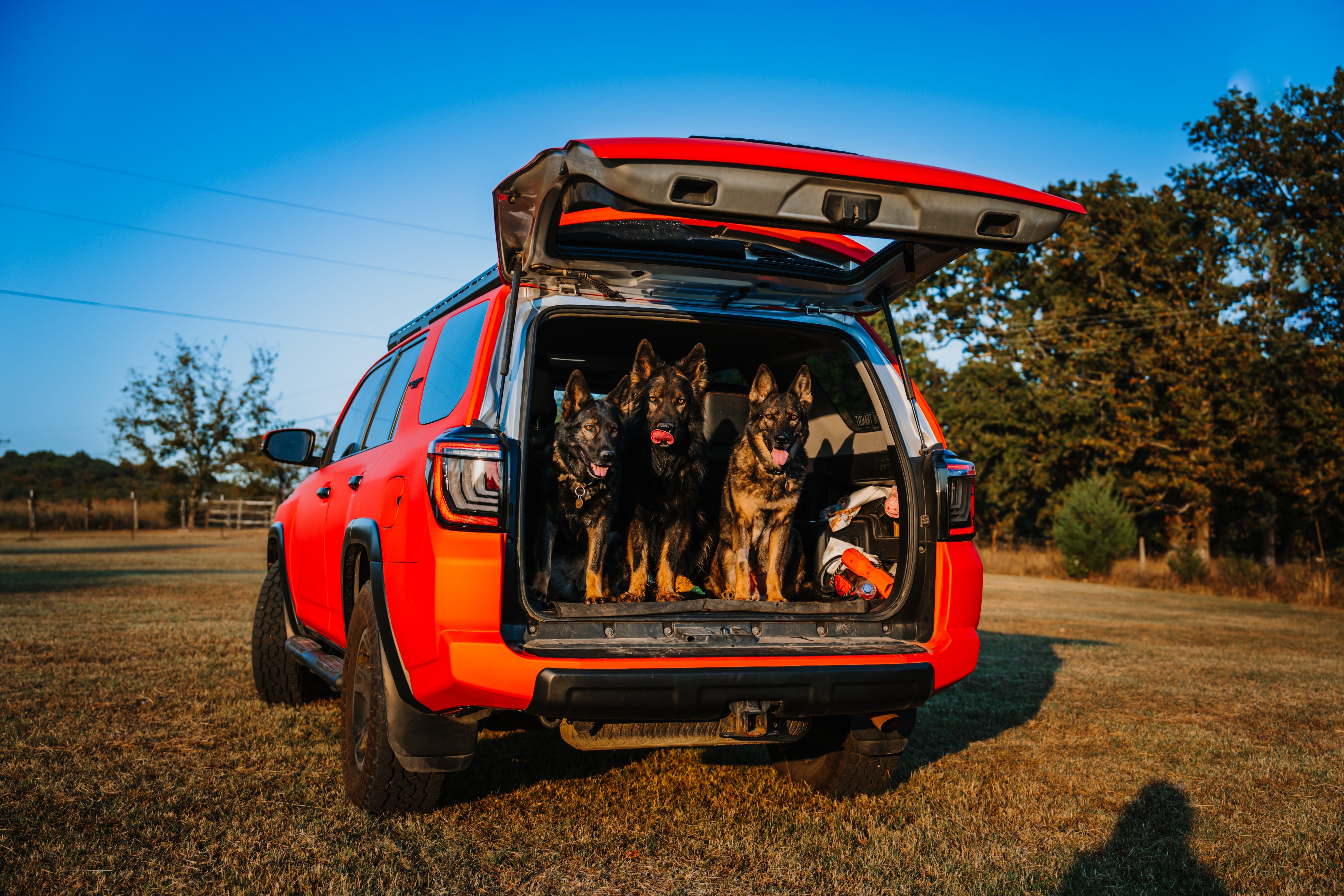 Overlanding with Dogs: A Guide for Your Next 4-Legged and 4-Wheeled Adventure